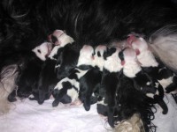 /album/fotogalerie-stenata-puppies/a-puppies-jpg1/