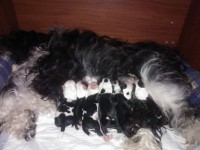 /album/fotogalerie-stenata-puppies/a-puppies-00-jpg/