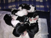 /album/fotogalerie-stenata-puppies/a-puppies-04-jpg/
