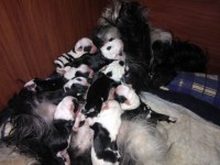/album/fotogalerie-stenata-puppies/a-puppies-04a-jpg/