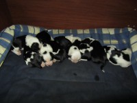 /album/fotogalerie-stenata-puppies/img-1176-jpg/