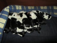 /album/fotogalerie-stenata-puppies/img-1101-jpg/