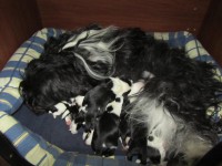 /album/fotogalerie-stenata-puppies/img-1099-jpg/