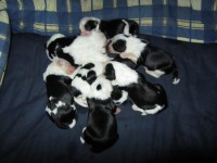 /album/fotogalerie-stenata-puppies/img-1097-jpg/