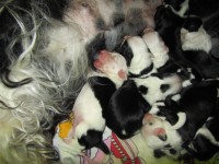 /album/fotogalerie-stenata-puppies/img-1088-jpg/