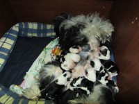 /album/fotogalerie-stenata-puppies/img-1075-jpg/