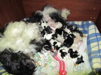 /album/fotogalerie-stenata-puppies/img-1073-jpg/