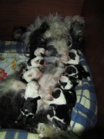 /album/fotogalerie-stenata-puppies/img-1070-jpg/