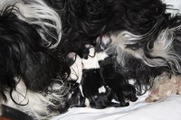 /album/fotogalerie-b-stenata-puppies/b-puppies-1-jpg1/