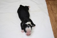 /album/fotogalerie-b-stenata-puppies/ben-1-jpg/