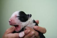 /album/fotogalerie-b-stenata-puppies/ben-2-jpg/