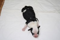 /album/fotogalerie-b-stenata-puppies/brug-1-jpg/
