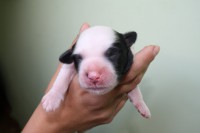 /album/fotogalerie-b-stenata-puppies/brug-2-jpg/