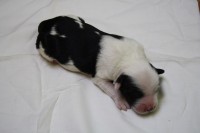 /album/fotogalerie-b-stenata-puppies/bya-1-jpg/