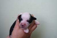 /album/fotogalerie-b-stenata-puppies/bya-2-jpg/