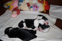 /album/fotogalerie-b-stenata-puppies/img-6856-jpg/