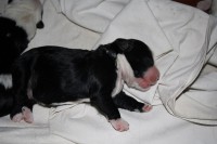 /album/fotogalerie-b-stenata-puppies/img-6857-jpg/