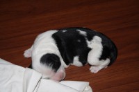 /album/fotogalerie-b-stenata-puppies/img-6860-jpg/