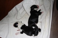 /album/fotogalerie-b-stenata-puppies/img-6861-jpg/