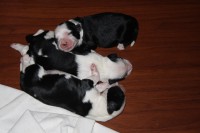 /album/fotogalerie-b-stenata-puppies/img-6864-jpg/