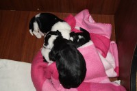 /album/fotogalerie-b-stenata-puppies/img-6918-jpg/