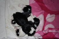 /album/fotogalerie-b-stenata-puppies/img-6921-jpg/