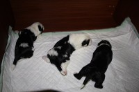 /album/fotogalerie-b-stenata-puppies/img-6936-jpg/