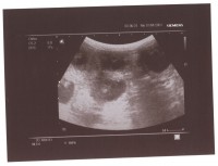 /album/fotogalerie-stenata-puppies1/lilly-puppies-2016-jpg1/