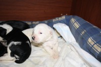 /album/fotogalerie-stenata-puppies1/img-0155-jpg/