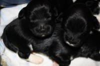 /album/fotogalerie-stenata-puppies1/img-0151-jpg/