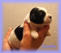 /album/fotogalerie-stenata-puppies1/a14448936-1271324069573920-3609554724832269394-n-jpg/