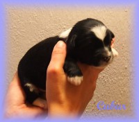 /album/fotogalerie-stenata-puppies1/a14457423-1271324029573924-8952012100982372887-n-jpg/