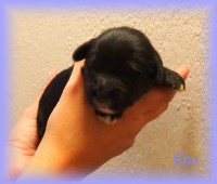 /album/fotogalerie-stenata-puppies1/a14494732-1271323936240600-3528770073553693750-n-jpg/