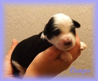 /album/fotogalerie-stenata-puppies1/a14502820-1271323742907286-4195800029861927481-n-jpg/