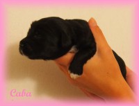 /album/fotogalerie-stenata-puppies1/a14520420-1271323729573954-7724202481317900280-n-jpg/