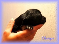 /album/fotogalerie-stenata-puppies1/a14522805-1271323746240619-4109002538840457560-n-jpg/