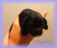 /album/fotogalerie-stenata-puppies1/a14568175-1271324002907260-5068755540613614452-n-jpg/