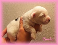 /album/fotogalerie-stenata-puppies1/a14572903-1271324009573926-6517161026826656932-n-jpg/