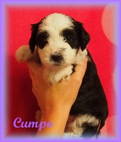 /album/fotogalerie-stenata-puppies1/a14632990-1436264399734784-6256697384745681941-n-jpg/