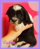 /album/fotogalerie-stenata-puppies1/a14716127-1436264349734789-1275288670589487109-n-jpg/