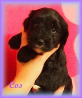 /album/fotogalerie-stenata-puppies1/a14720560-1436264303068127-2684575177813881846-n-jpg/