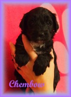 /album/fotogalerie-stenata-puppies1/a14724502-1436264393068118-3569281925858109006-n-jpg/