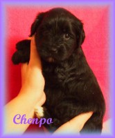 /album/fotogalerie-stenata-puppies1/a14670850-1436264396401451-4906871971877581352-n-jpg/