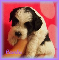 /album/fotogalerie-stenata-puppies1/a14718869-1436264449734779-8726451690060419828-n-jpg/