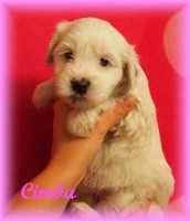 /album/fotogalerie-stenata-puppies1/a14691108-1436264353068122-1113339235455390394-n-jpg/