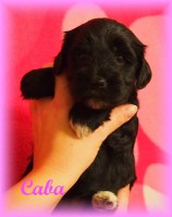 /album/fotogalerie-stenata-puppies1/a14716053-1436264359734788-2373693387695863663-n-jpg/