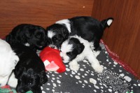 /album/fotogalerie-stenata-puppies1/img-0351-jpg/