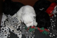 /album/fotogalerie-stenata-puppies1/img-0350-jpg/
