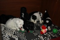 /album/fotogalerie-stenata-puppies1/img-0347-jpg/