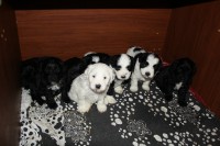 /album/fotogalerie-stenata-puppies1/img-0342-jpg1/